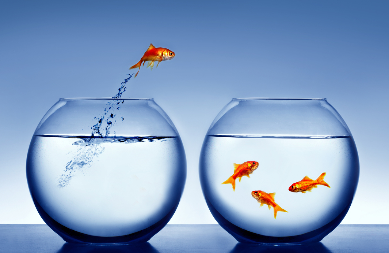 goldfish jumping out of the water Baugruppen